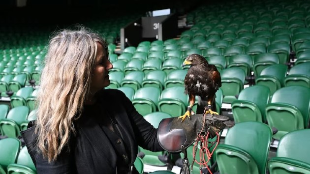 Hawks and Hounds: Inside the weird and wonderful world of Wimbledons working animals