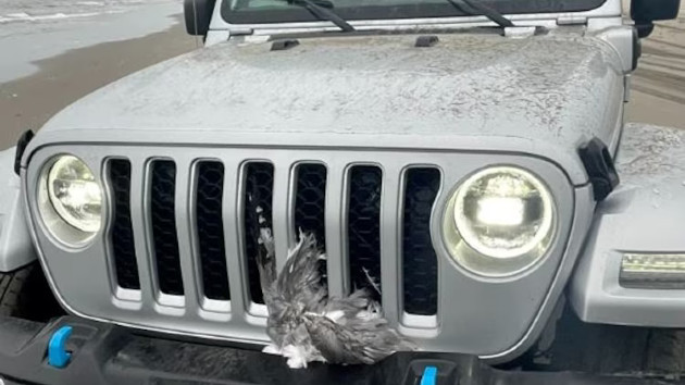 Man intentionally runs over and kills flock of 25 seagulls with his jeep at the beach: Police